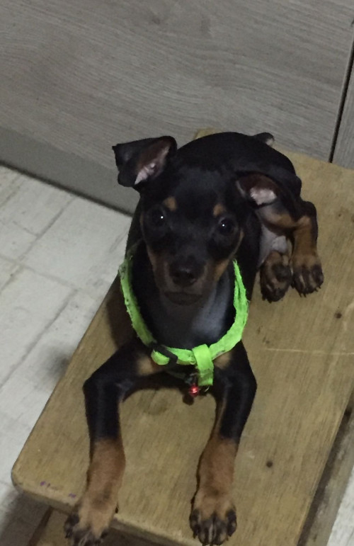 Maxi