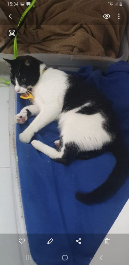 Félix