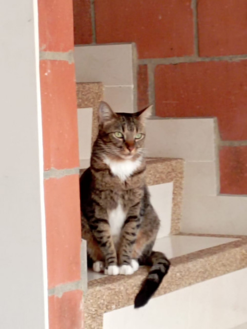 Marrón