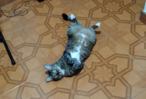 Marrón
