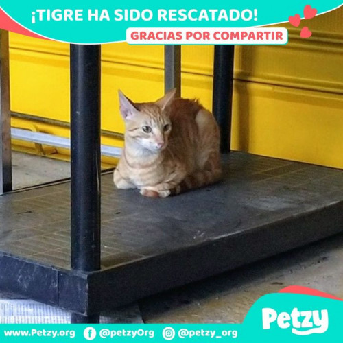 Foto de mascota Tigre