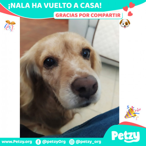 Foto de mascota Nala