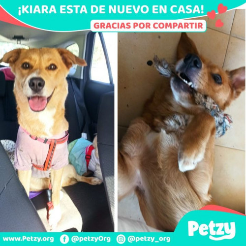 Foto de mascota Kiara