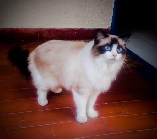 Milu