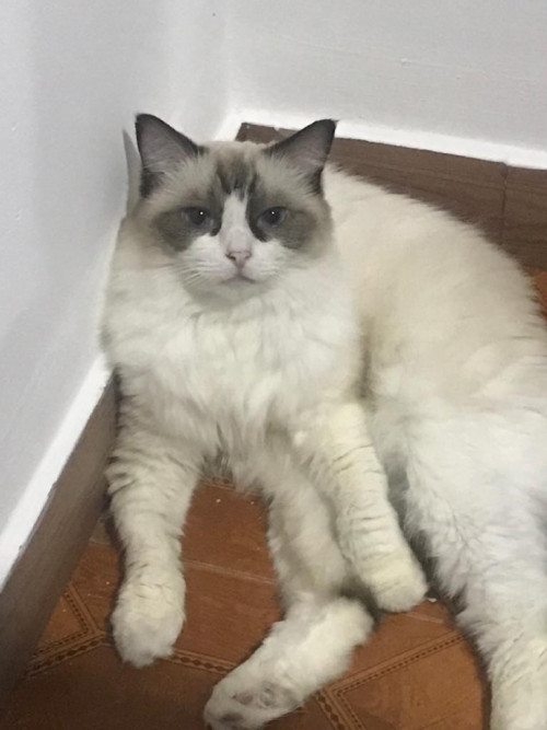 Milu
