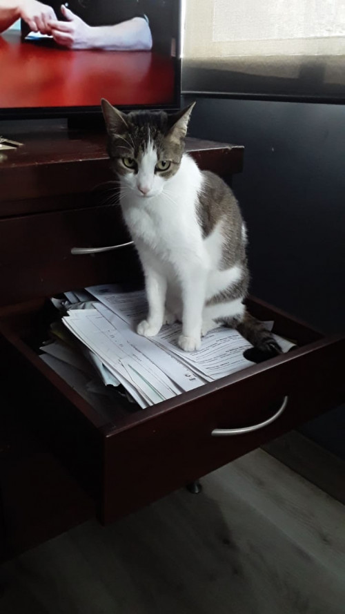 Luni