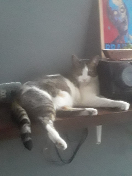 Luni