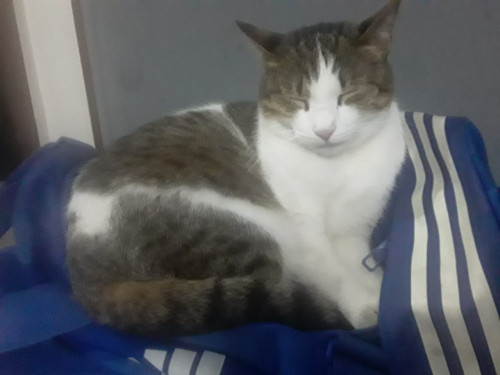 Luni