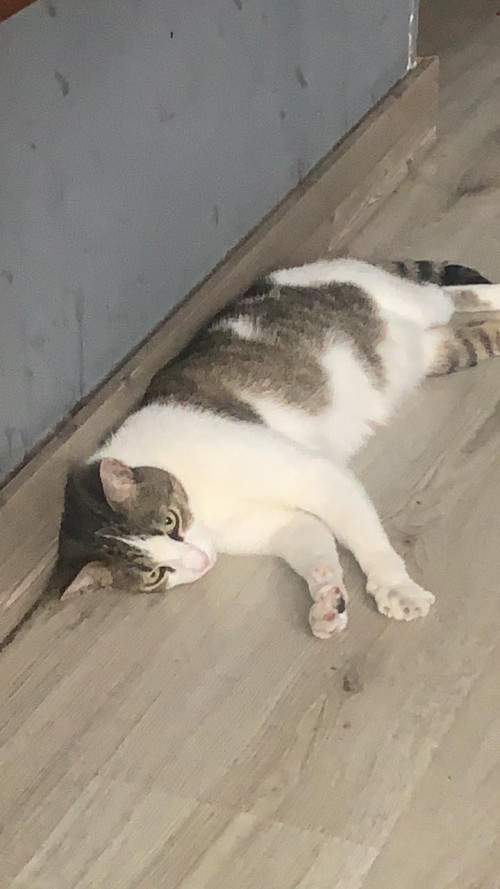 Luni
