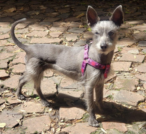 Sombra