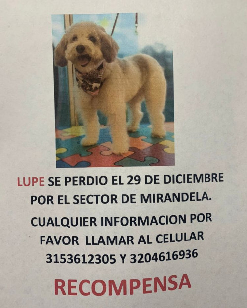 Lupe