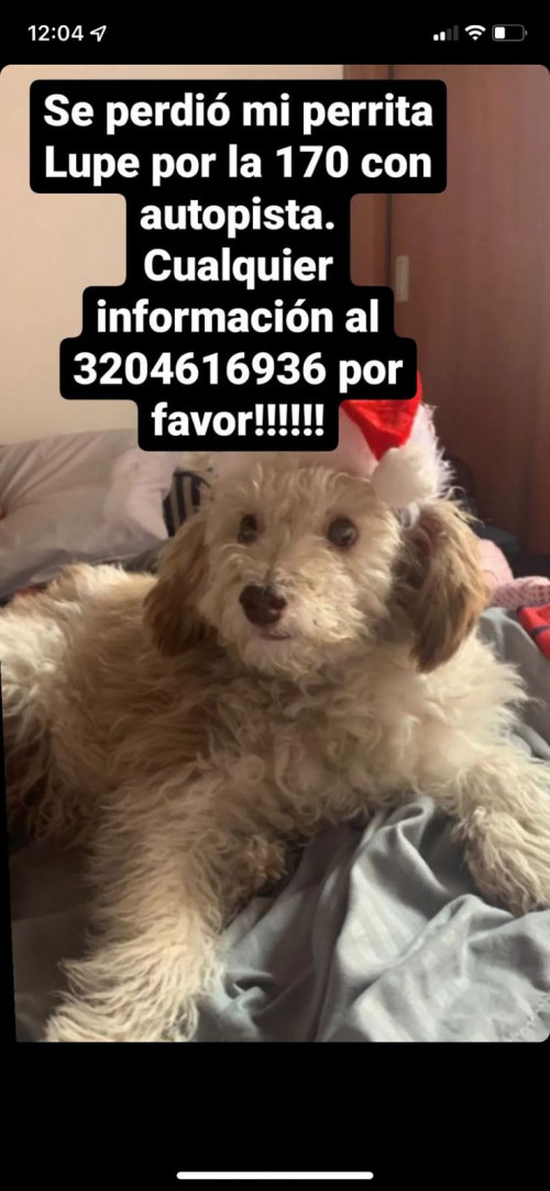 Lupe