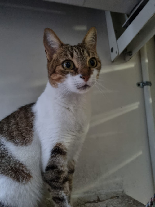 Lila