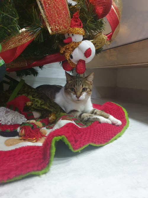 Lila