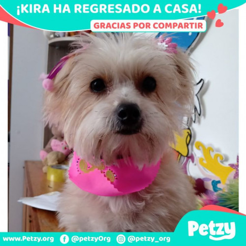 Foto de mascota Kira 