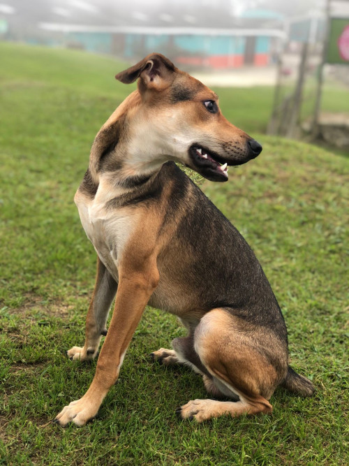 Mocca