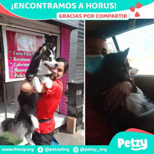 Foto de mascota Horus