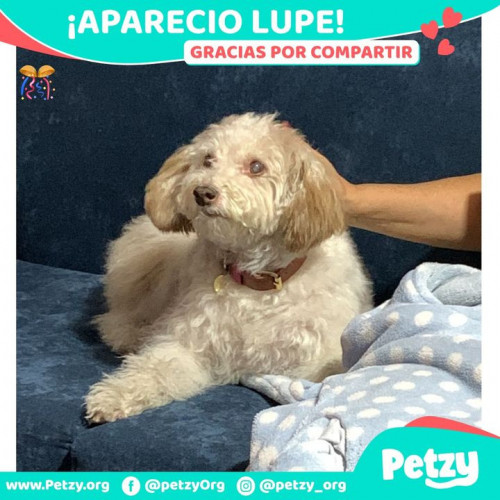 Foto de mascota Lupe