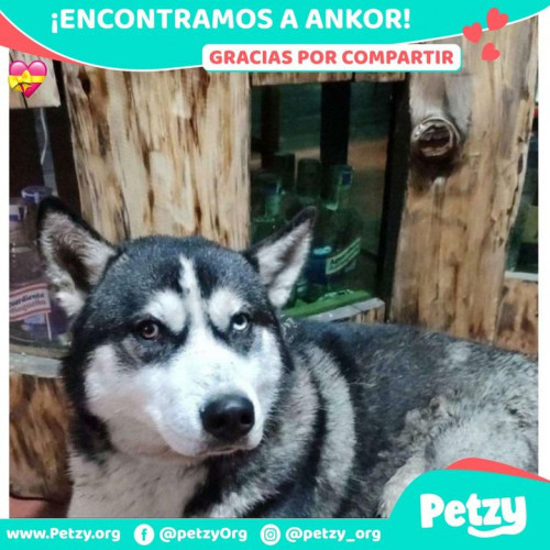 Foto de mascota Ankor