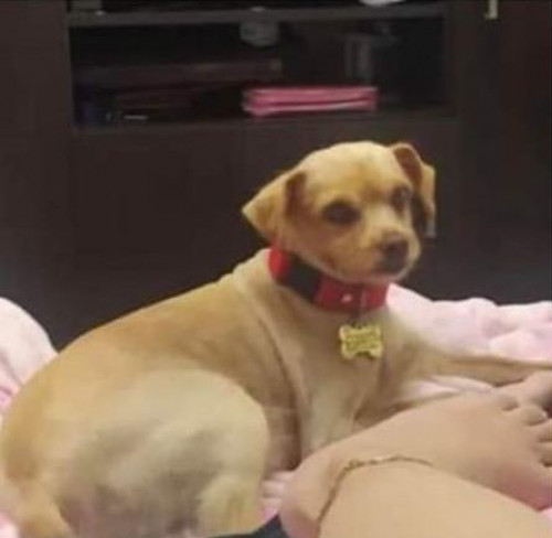 Panchito
