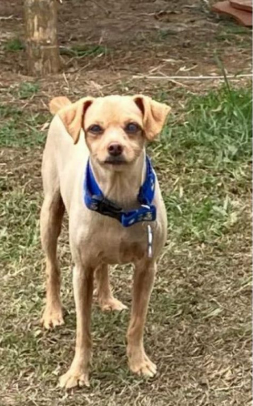 Panchito