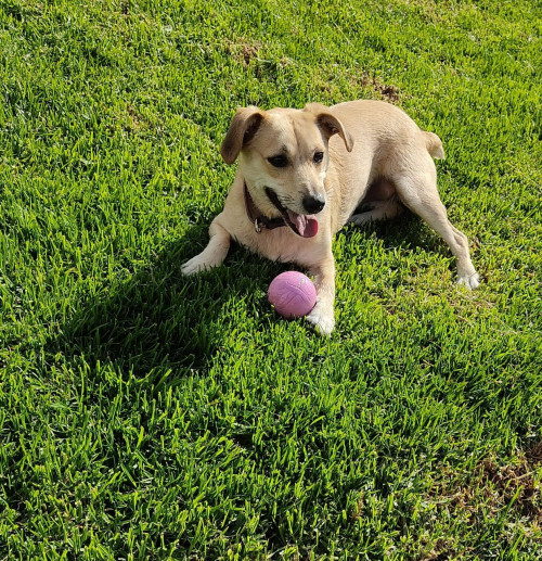 Nala