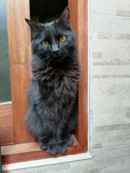 Negrito