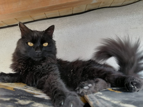 Negrito