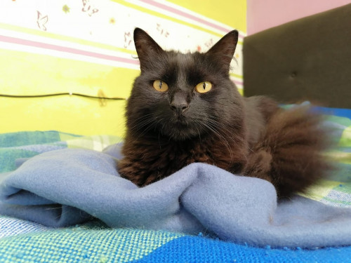 Negrito