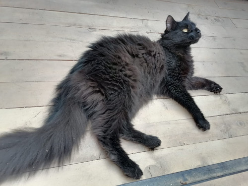 Negrito