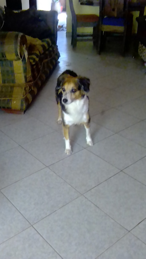 Manchas