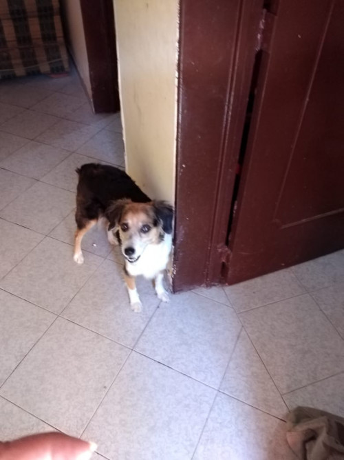 Manchas