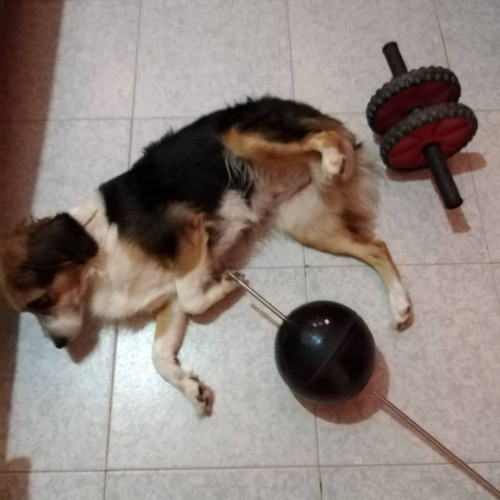 Manchas