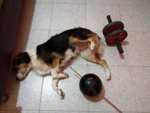 Manchas