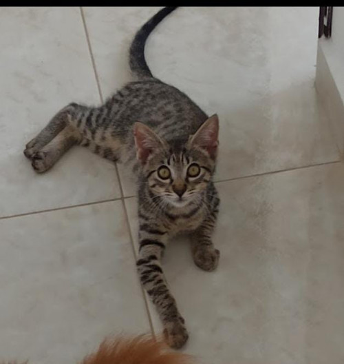 Kira
