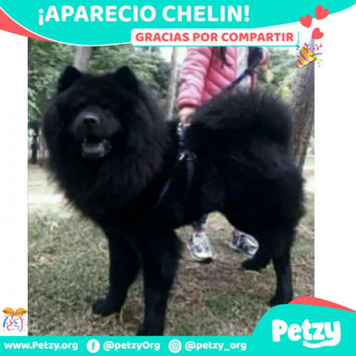 Foto de mascota Chelin