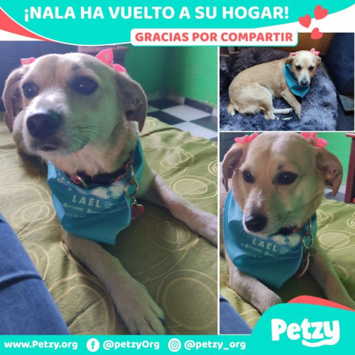 Foto de mascota Nala