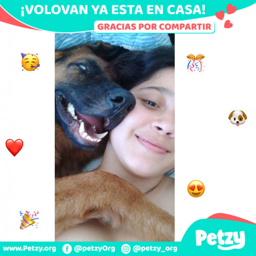 Foto de mascota Volovan