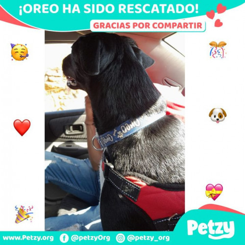 Foto de mascota Oreo