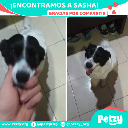 Foto de mascota Sasha