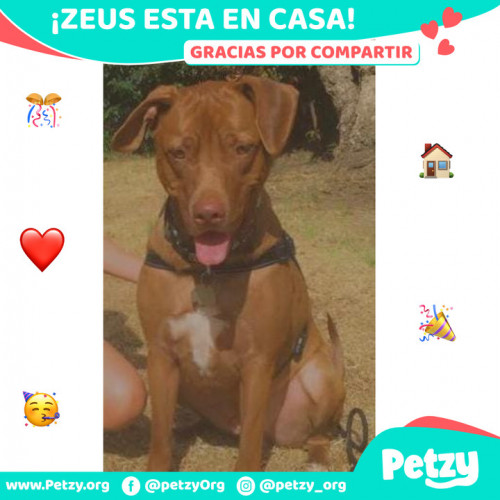 Foto de mascota Zeus