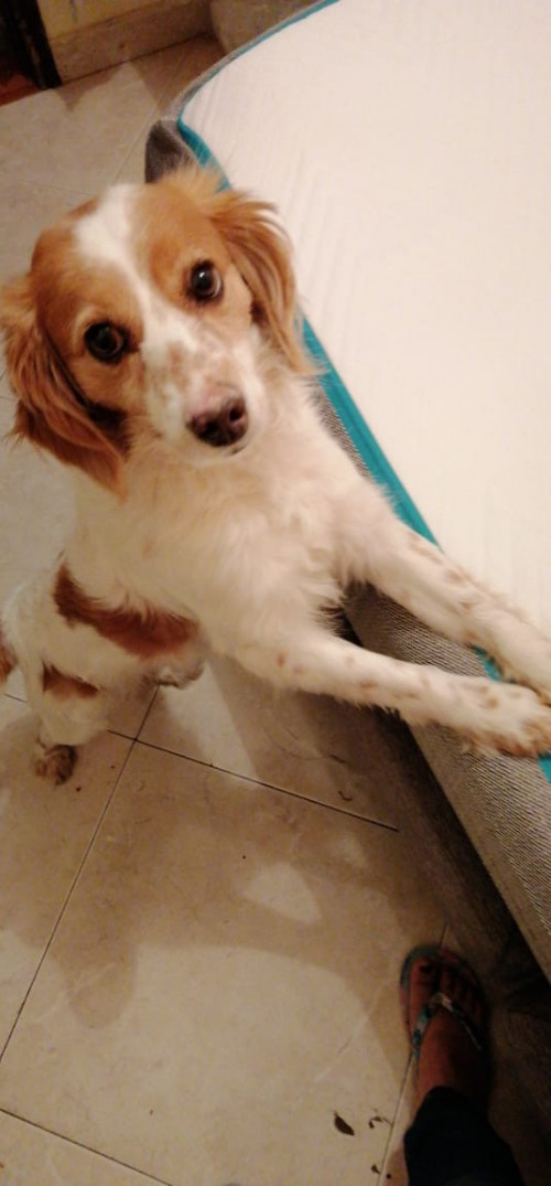 Tomy