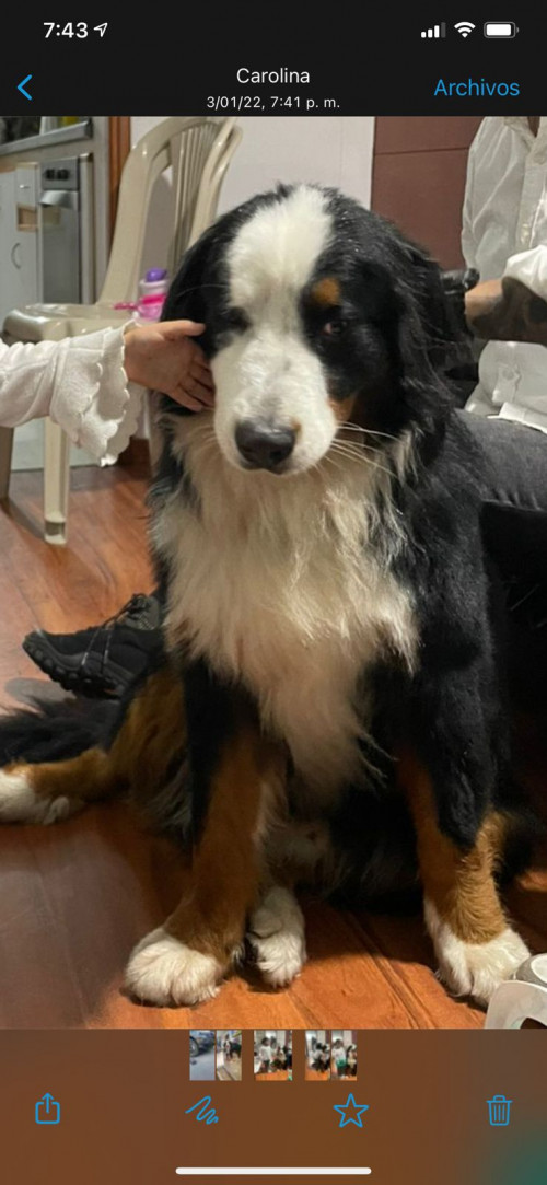 Pelufo