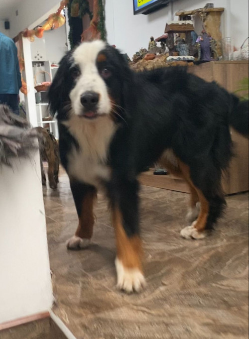 Pelufo