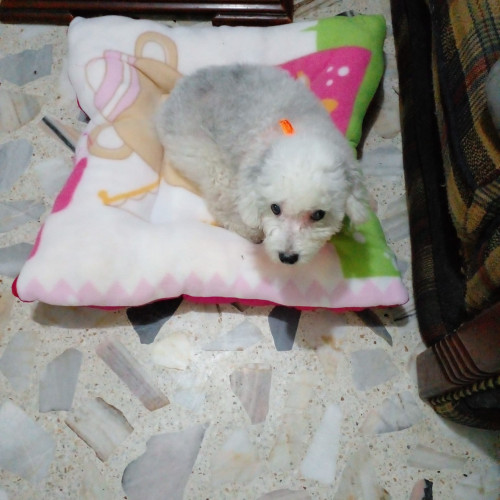Lupita