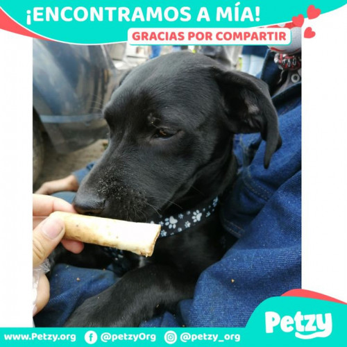 Foto de mascota Mía