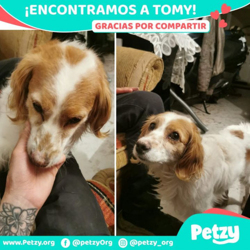 Foto de mascota Tomy