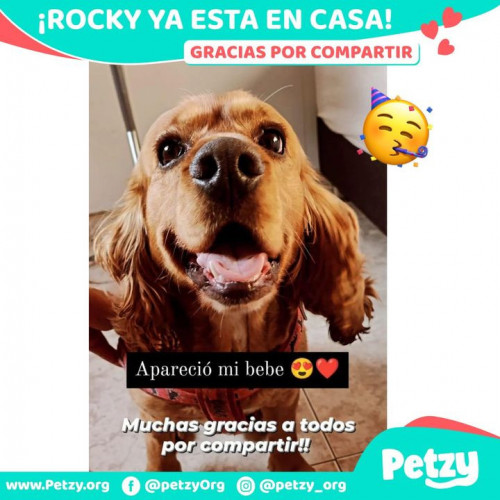 Foto de mascota Rocky 