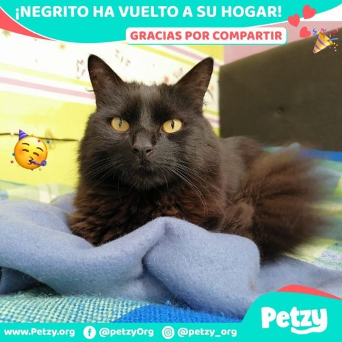 Foto de mascota Negrito