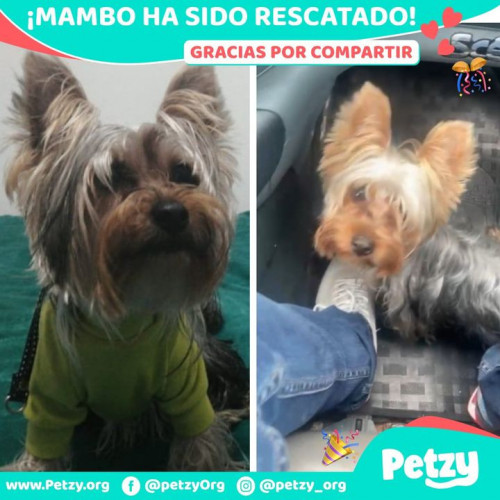 Foto de mascota Mambo